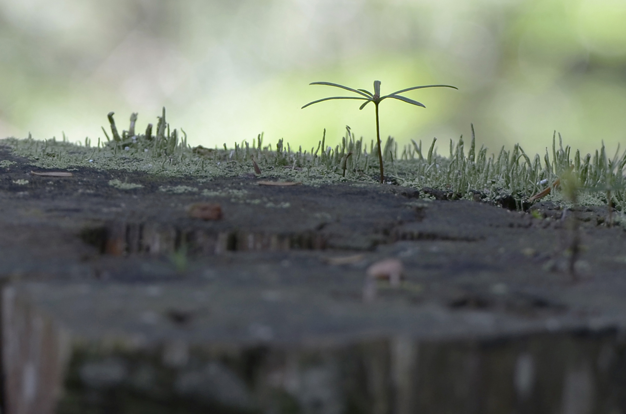 Junge B&auml;ume auf einem Baumstumpf