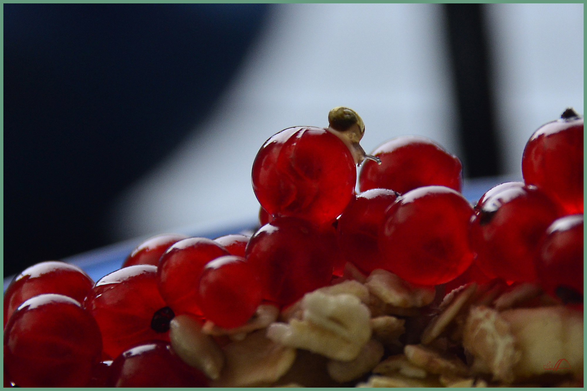 kleine Schnecke im Fr&uuml;chte-M&uuml;sli