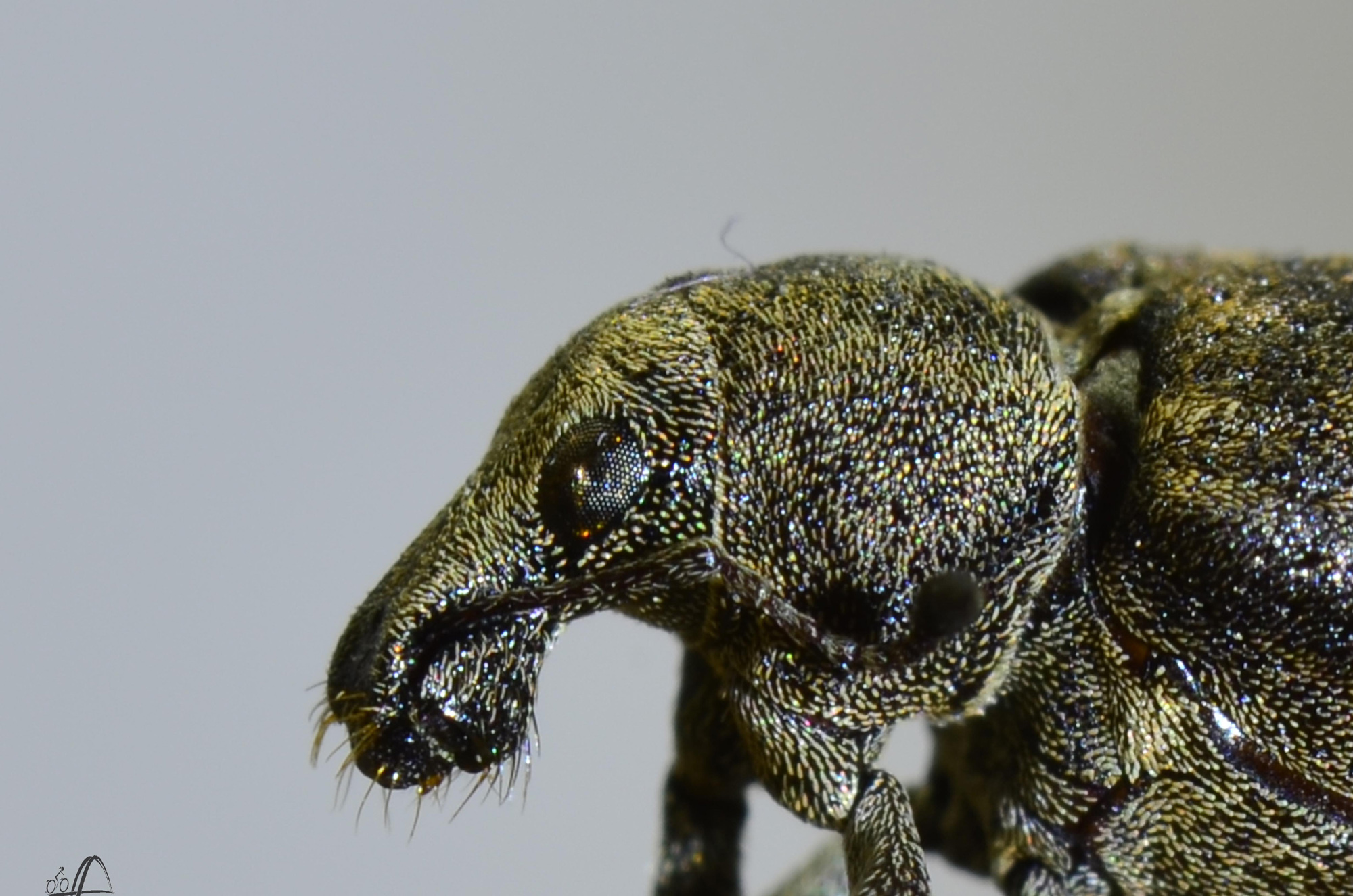 R&uuml;sselk&auml;fer