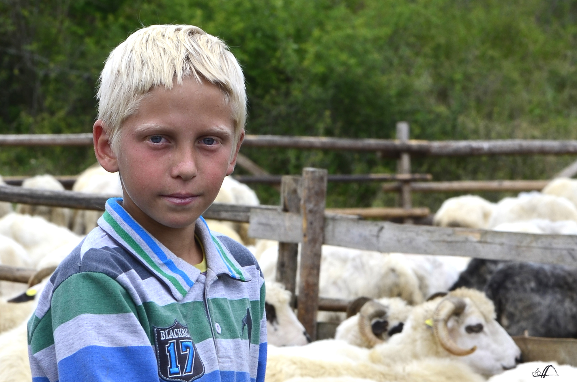 Sch&auml;ferjunge Vasile, Rum&auml;nien