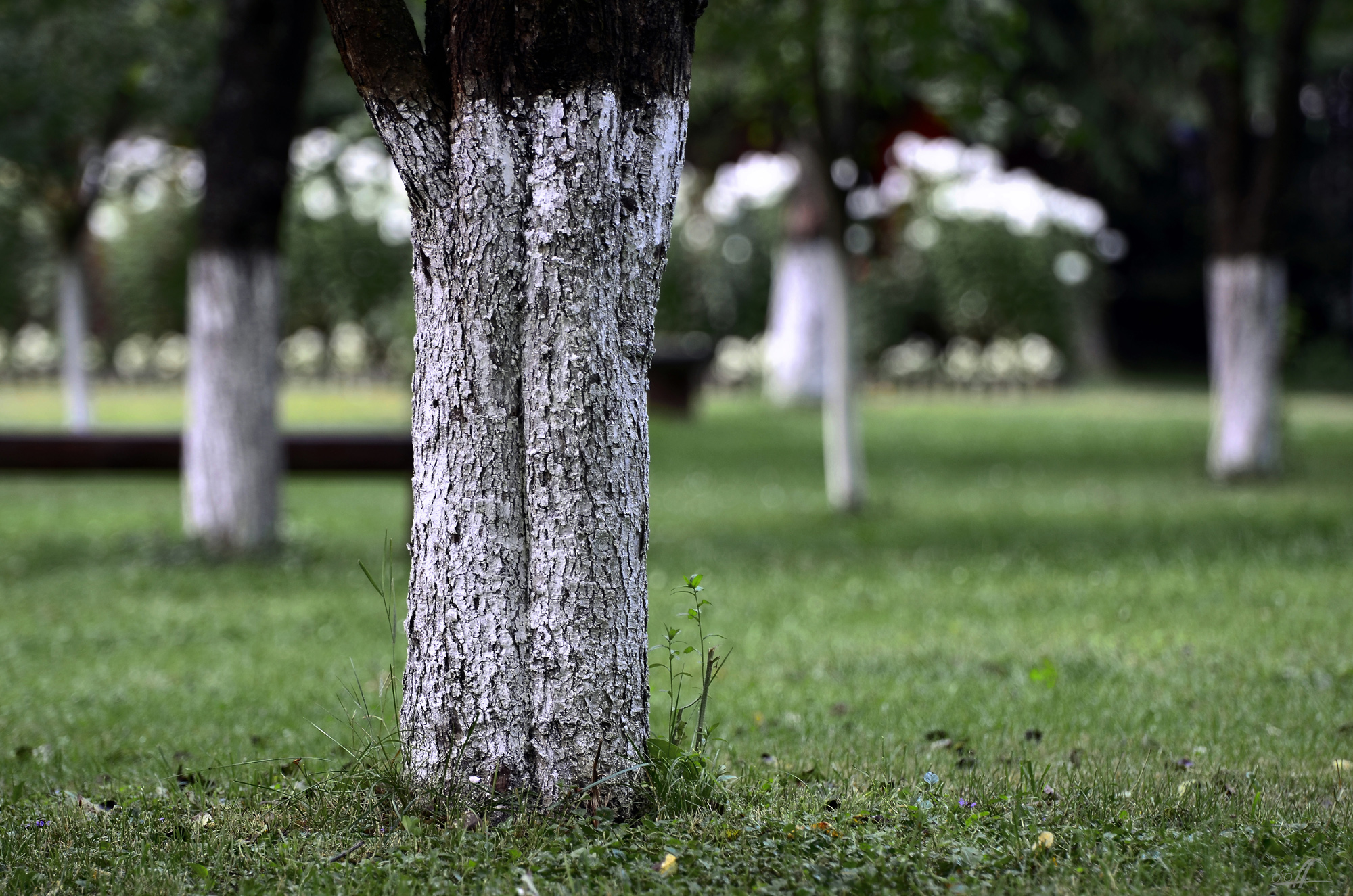 alte Obstb&auml;ume auf dem Zeltplatz Vasskert in Sovata