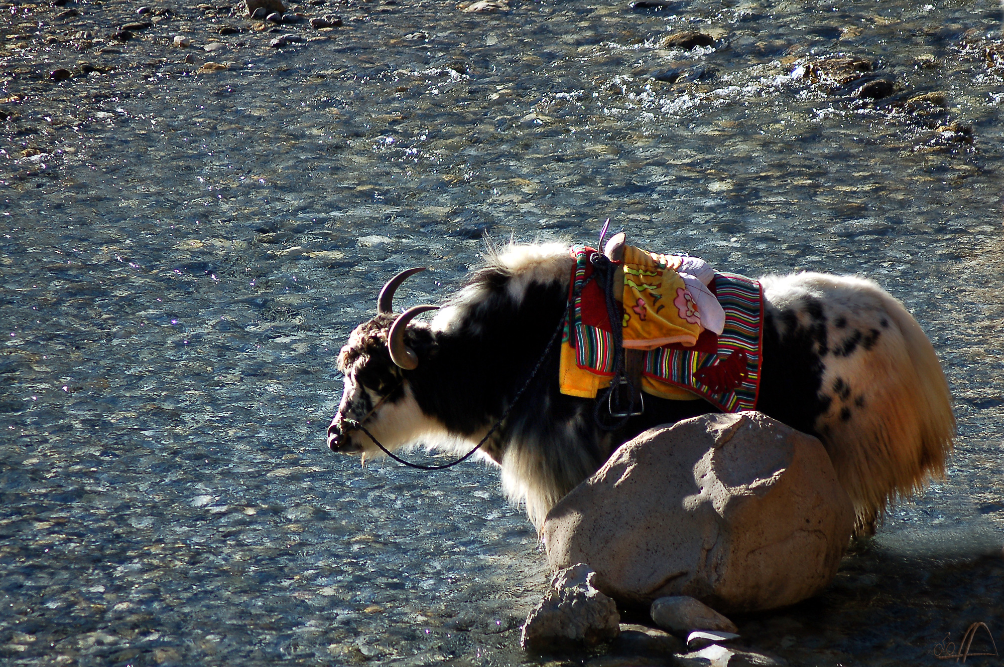 geschm&uuml;cktes Yack am Jade River