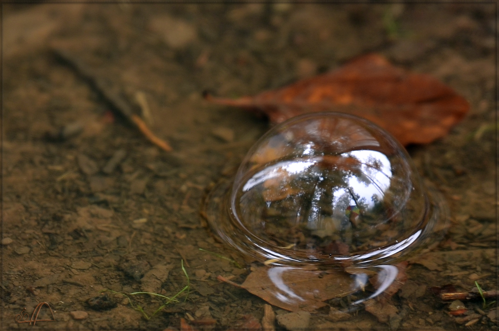 Blase in einer Pf&uuml;tze bei Regen