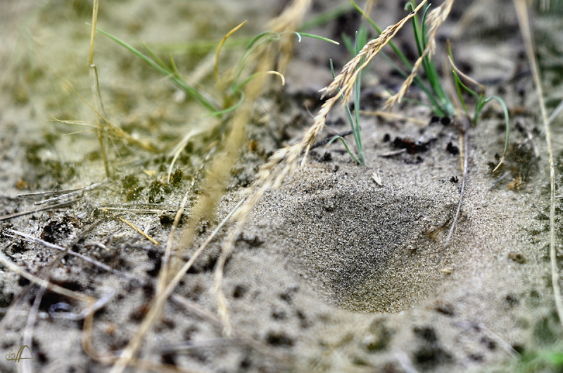 Der Trichter eines Ameisenl&ouml;wen in der Puszta