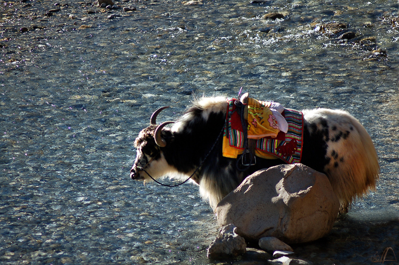 geschm&uuml;cktes Yack am Jade River